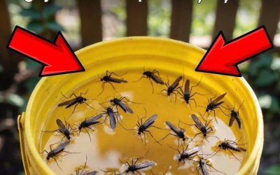 Fă această capcană o singură dată și nu va trebui să-ți mai faci griji niciodată pentru țânțari?