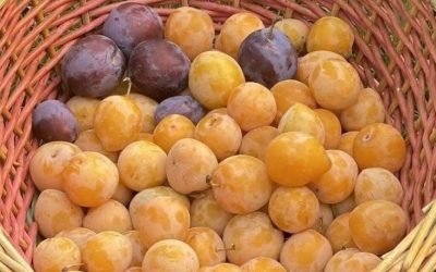 O mare abundență vine la tine acasă… Scrie AMIN și distribuie.