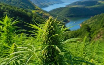 Marijuana: beneficiile