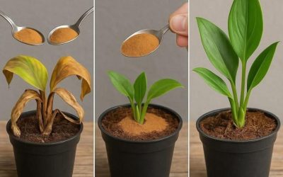 Doar o lingură face ca orice plantă urâtă să explodeze în creștere