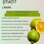 10 beneficii ale lămâilor, proprietățile lor și cum să le consumi
