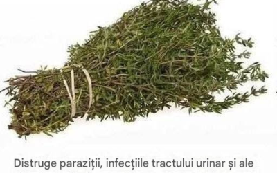 Cea mai puternică plantă naturală împotriva paraziților, infecțiilor urinare, herpesului și virusurilor gripei