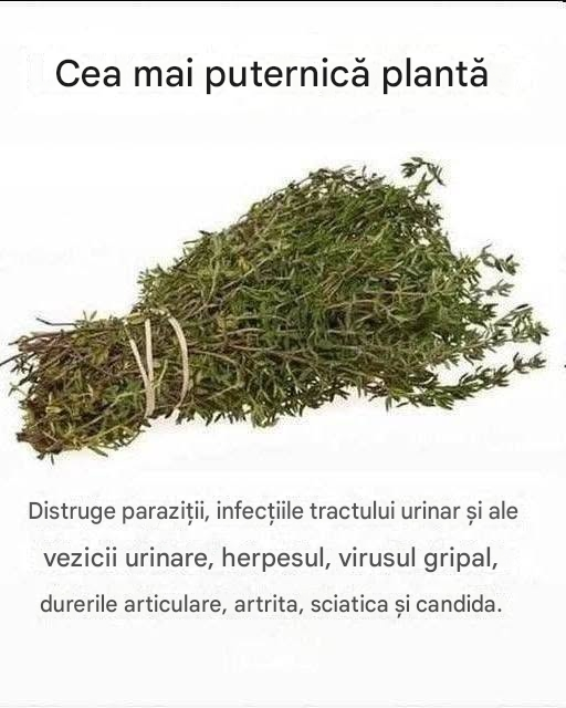 Cea mai puternică plantă naturală împotriva paraziților, infecțiilor urinare, herpesului și virusurilor gripei